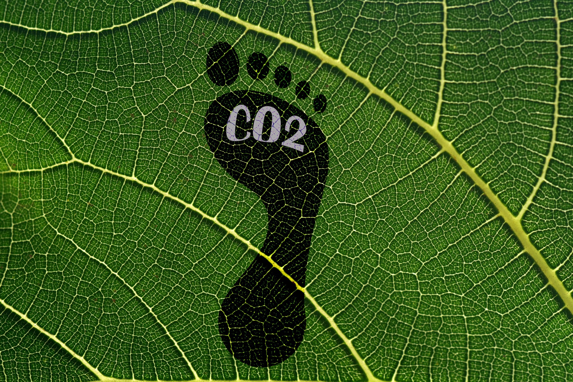 Carbon footprint calculation service for businesses and institutions